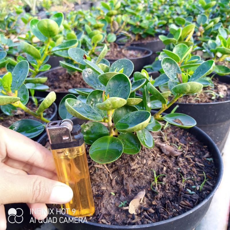 Dolar Mangkok mikro ori