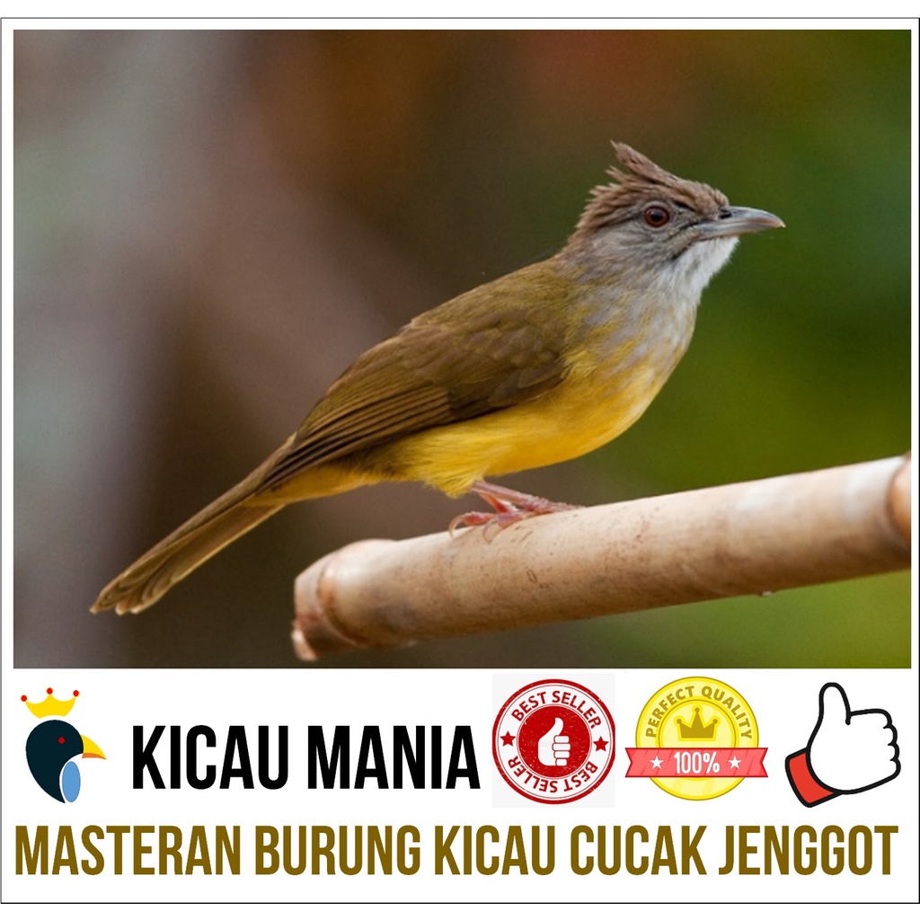Masteran Burung Cucak Jenggot Gacor