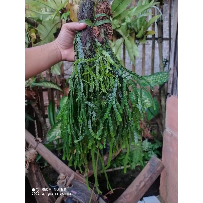 kumpai sisik murah tanaman hias gantung