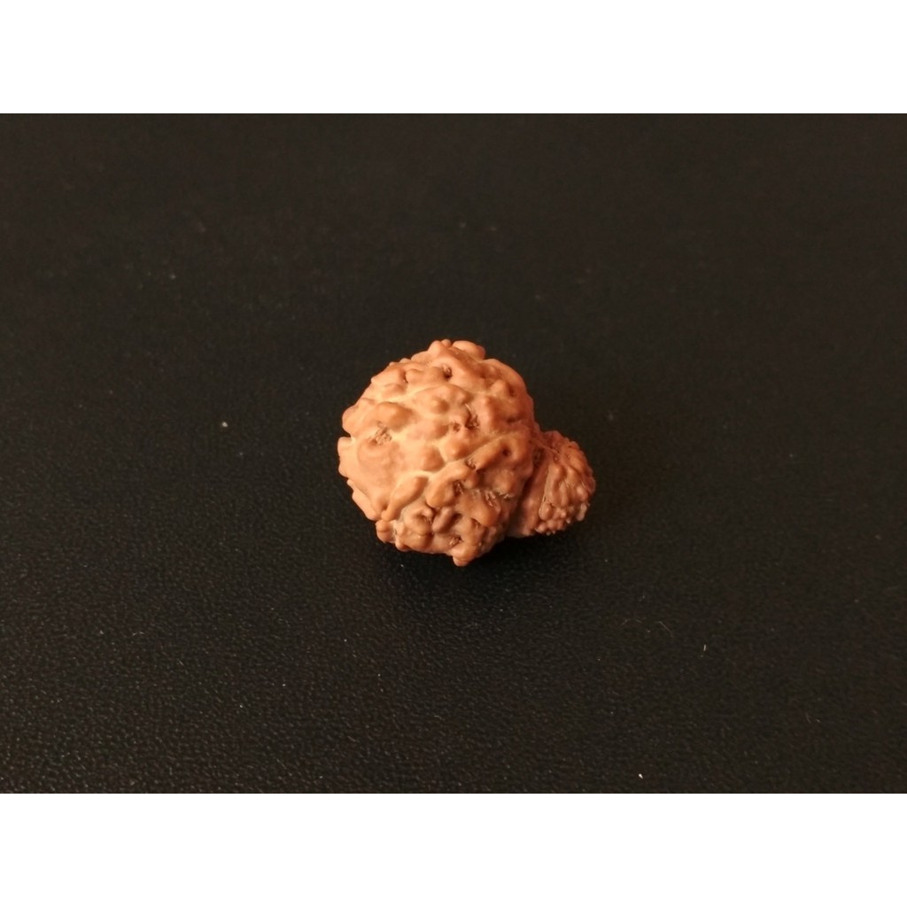 Jenitri Garbh Gauri D18x14.1 Mukhi 14 Liontin Rudraksha Genitri