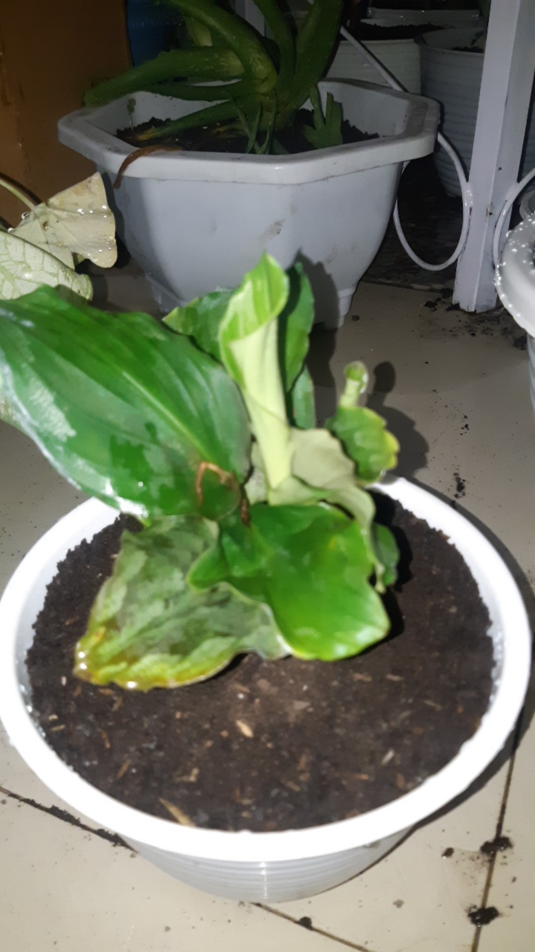 Tanaman Hias Calathea Merak Kencur