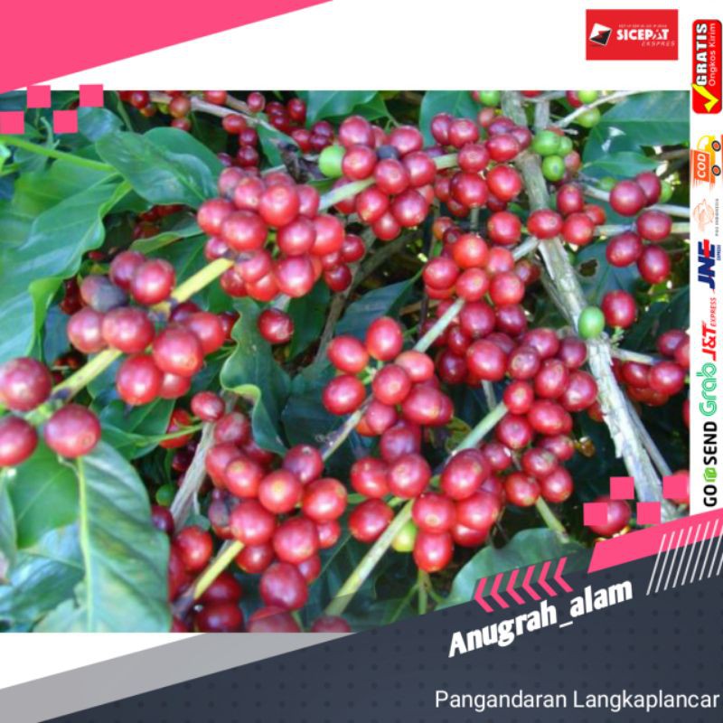 

BUAH KOPI SEGAR 500GRAM