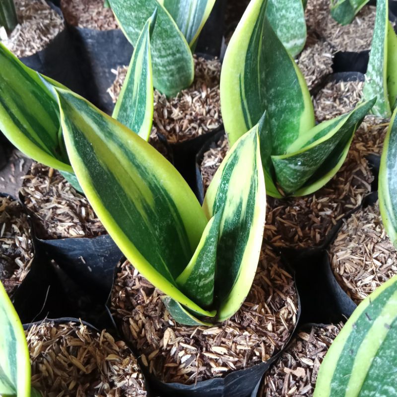 tanaman hias sansivera gold flame - sansivera mini