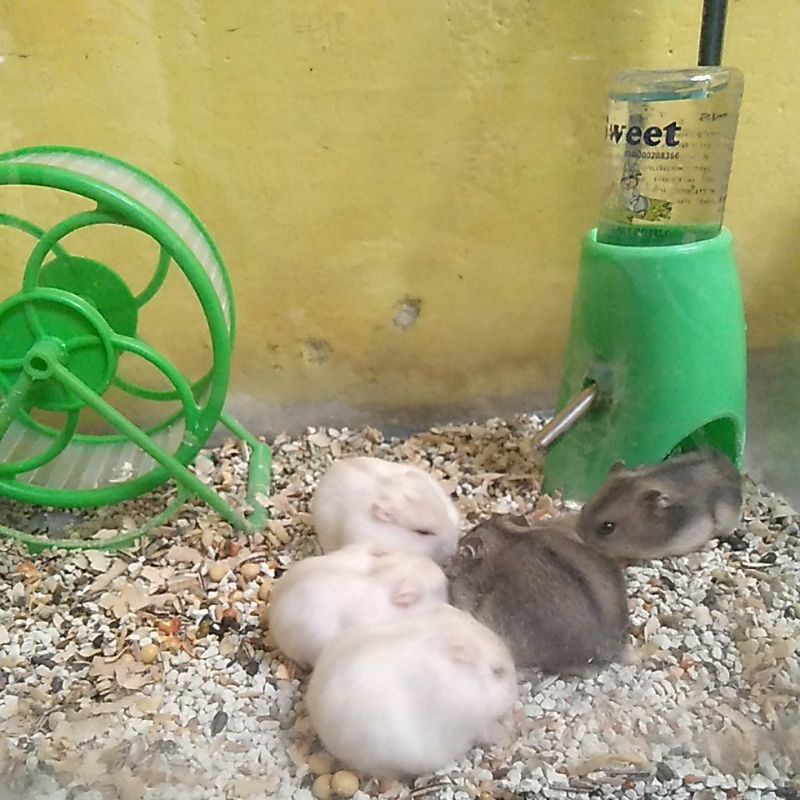 Hamster Winter White