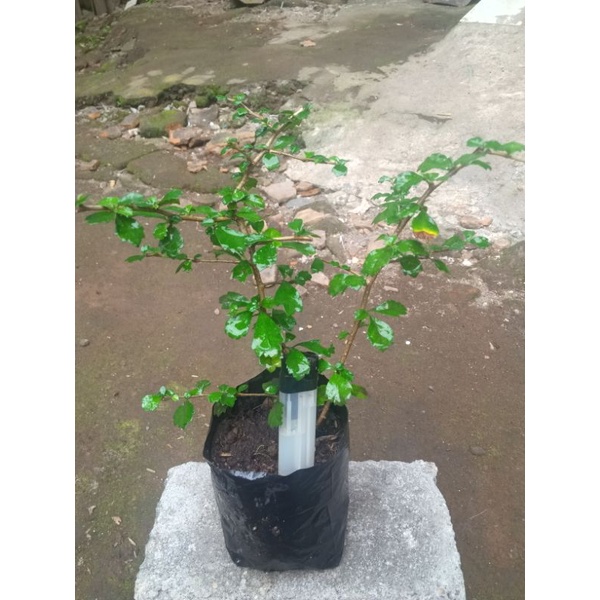 Bahan Bonsai Mame Hokiantea