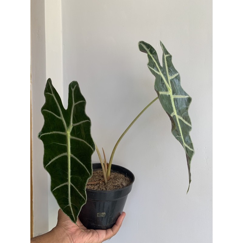 

Alocasia Amazonica