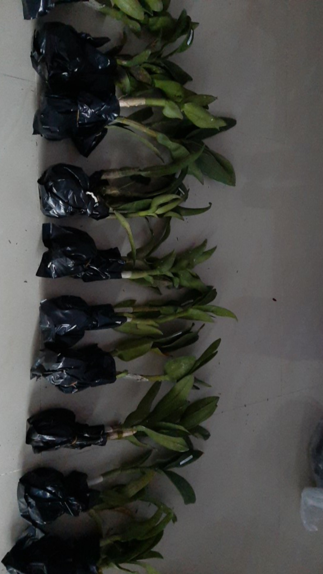 Paket Dendro Dewasa Isi 5