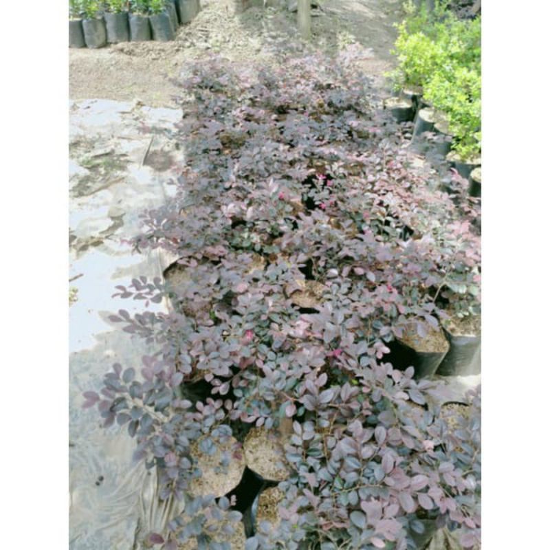 bahan bonsai serut merah