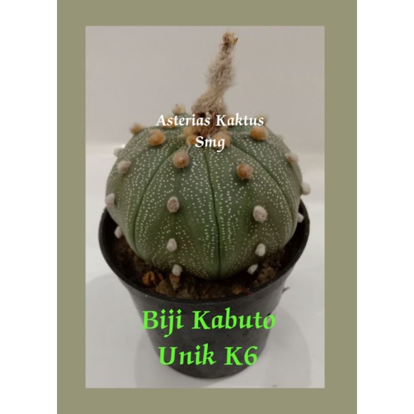 MURAH Biji Kaktus Astro Astrophytum Kabuto Unik K6