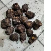 [Termurah] paket 6 bonggol caladium //free 1 bonggol ..,.,,.