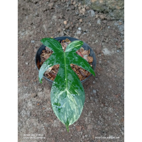 philodendron florida beauty