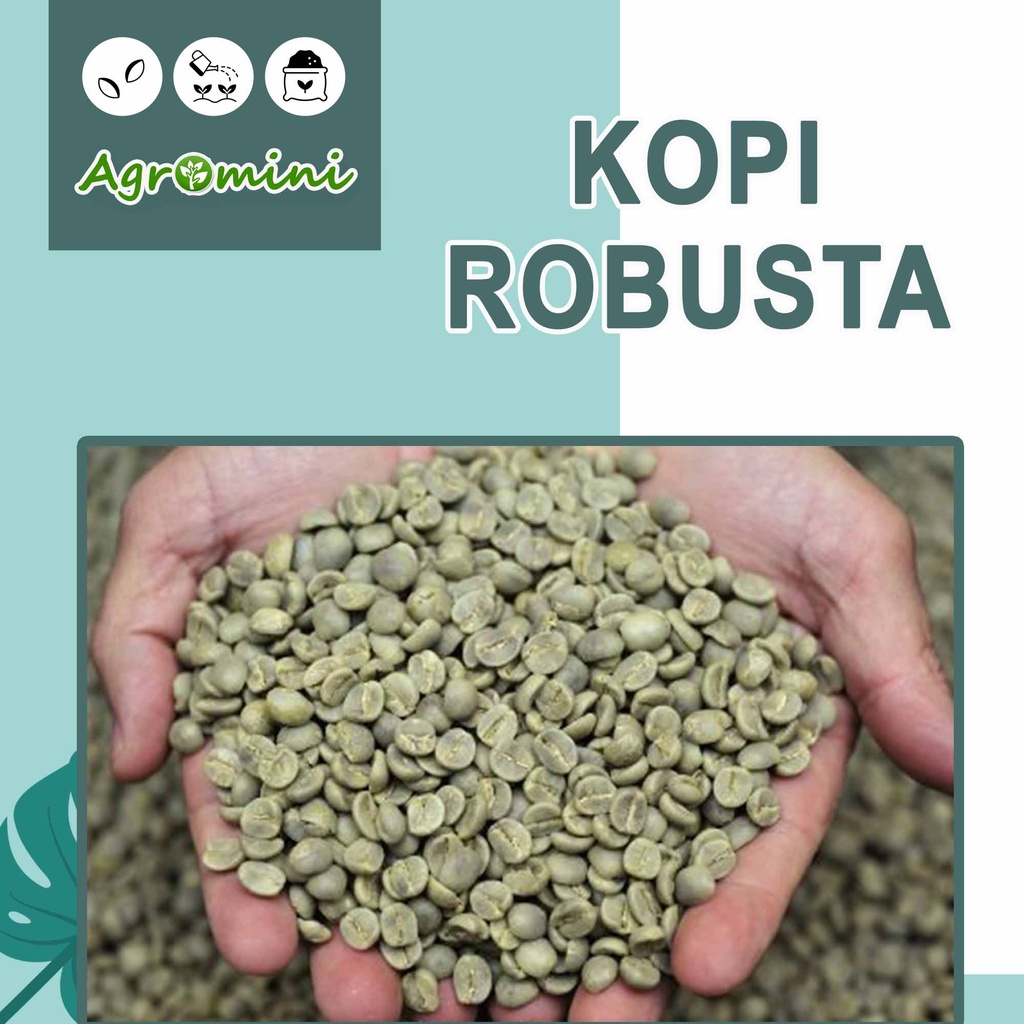 

Kopi Robusta mentah 1kg hasil sambung Entres Raja Kopi Unggulan