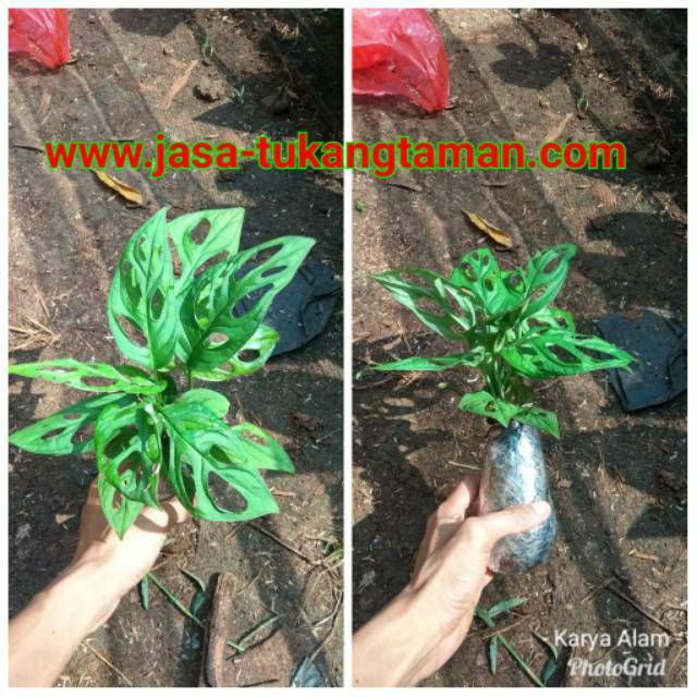  Tanaman  hias  janda  bolong  pohon monstera obliqua 