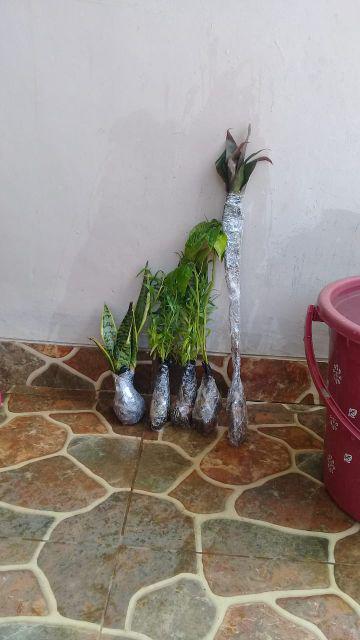 Pohon Bunga Lavender Tanaman Pengusir Nyamuk
