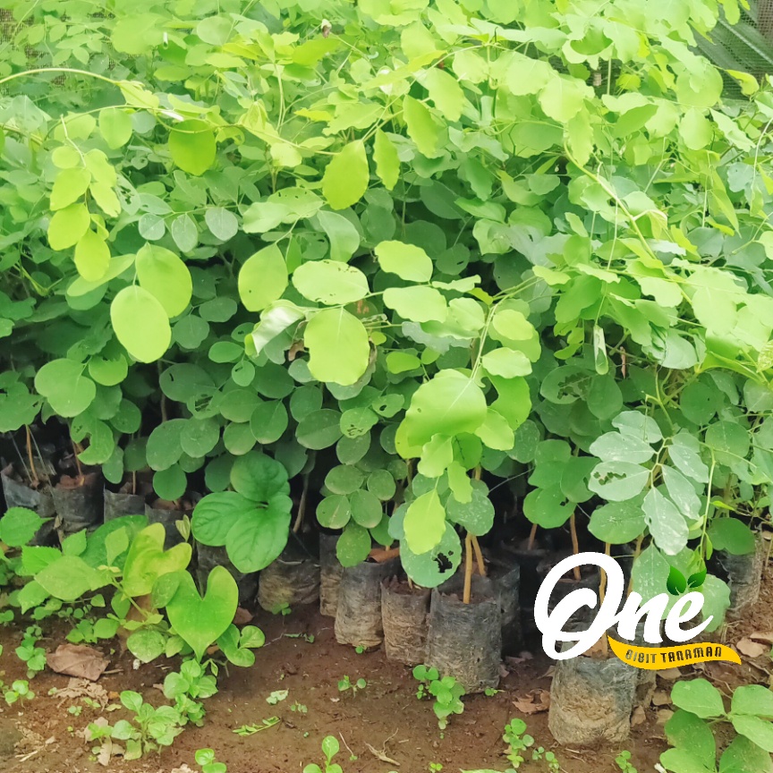 Bibit Tanaman Kayu Sonokeling