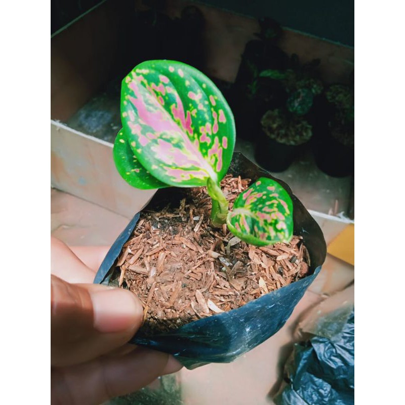AGLONEMA TRI COLOUR Bibit/anakan