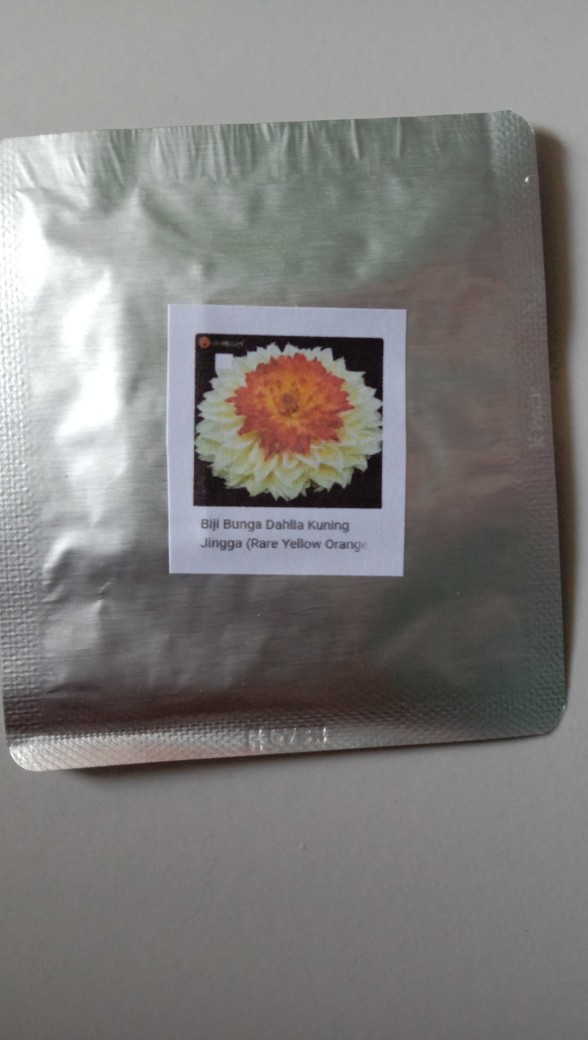 Biji Bunga Dahlia Kuning Jingga (rare Yellow Orange Dahlia Seeds)