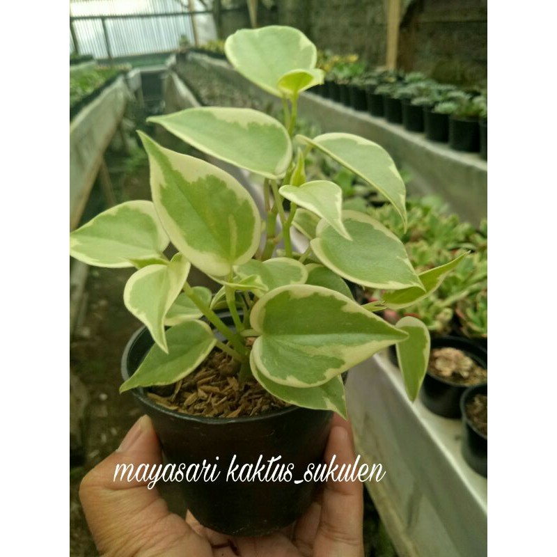 SUKULEN GANTUNG gratis pot+media tanam