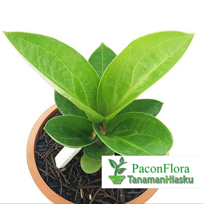 Bibit tanaman hias anthurium jemani - antorium cobra king