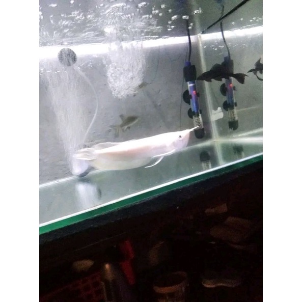ikan arwana silver albino