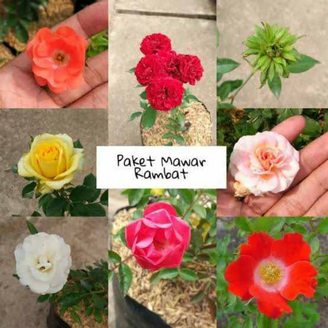 Paket 10 tanaman mawar rambat / mawar climbing rose