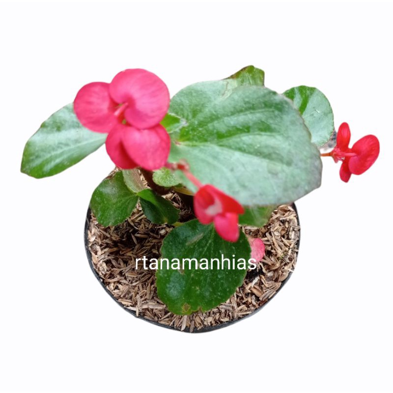 Begonia Merah Daun Hijau