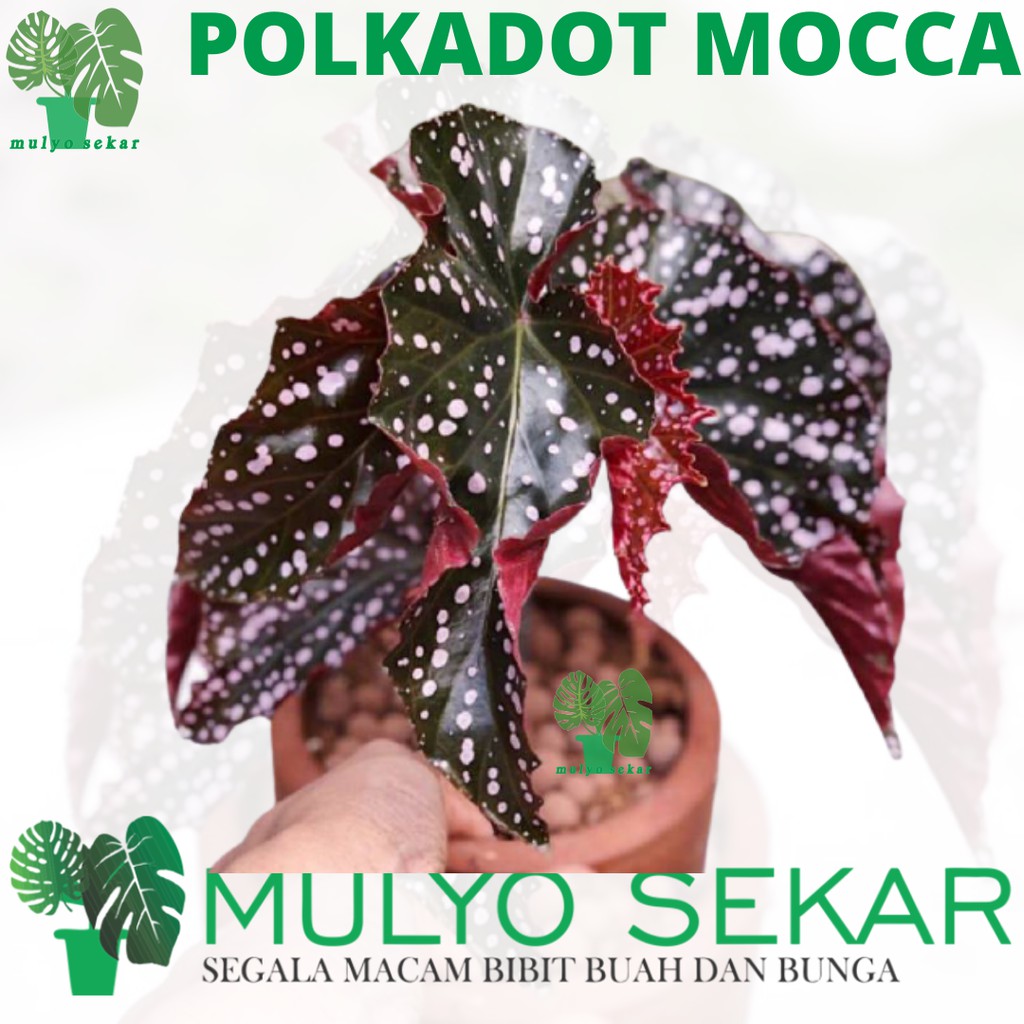 tanaman hiasa bunga Begonia Polkadot - begonia maculata wightii