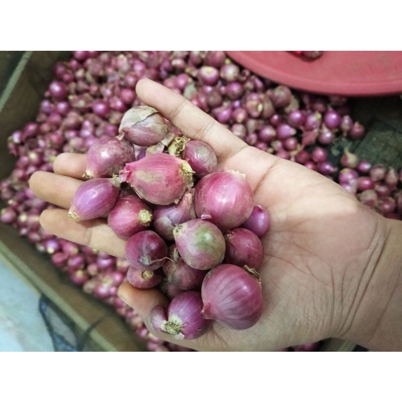 

KHUSUS ECER Bawang Merah Campuran (Tanggung & Kecil)