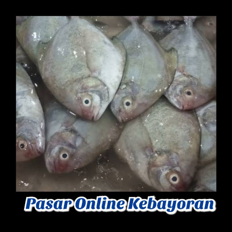 

Ikan Bawal Laut Segar - 1Kg ( JABODETABEK )