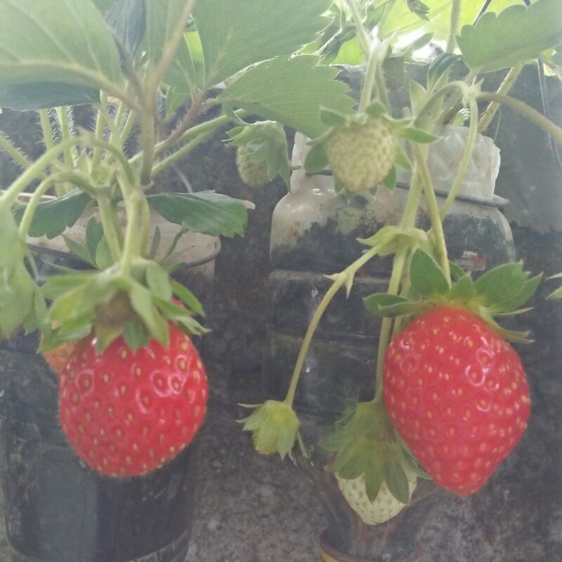 (BISA COD) Bibit Strawberry Ichan King