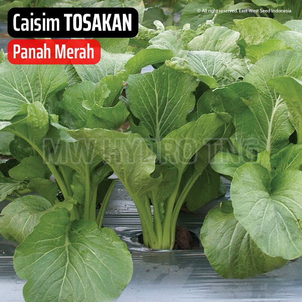 Benih Panah Merah, Sawi Caisim TOSAKAN - East West Seed