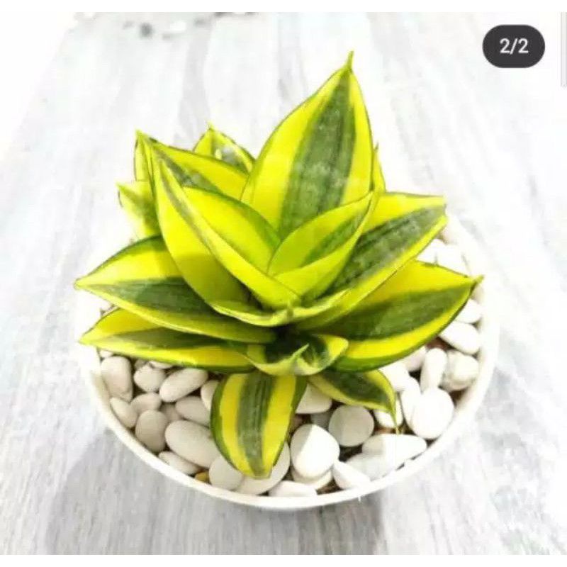 Tanaman hias sensivera golden/pembersih udara/sensivera golden