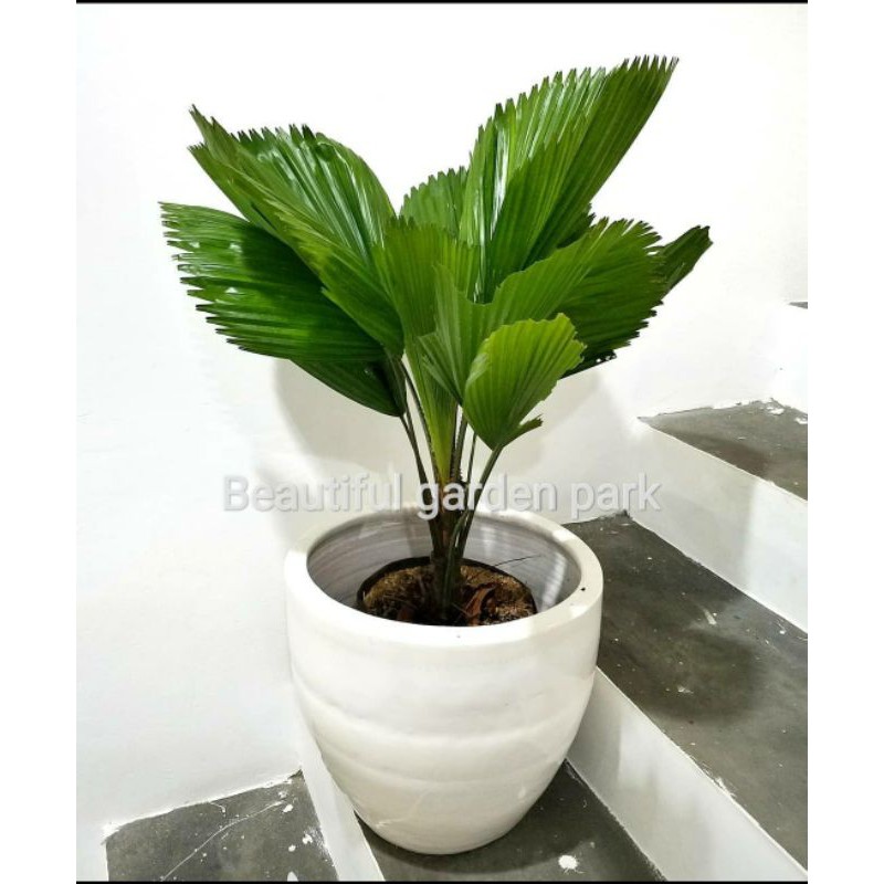 Tanaman hias palem kol - palem kipas - licuala grandis