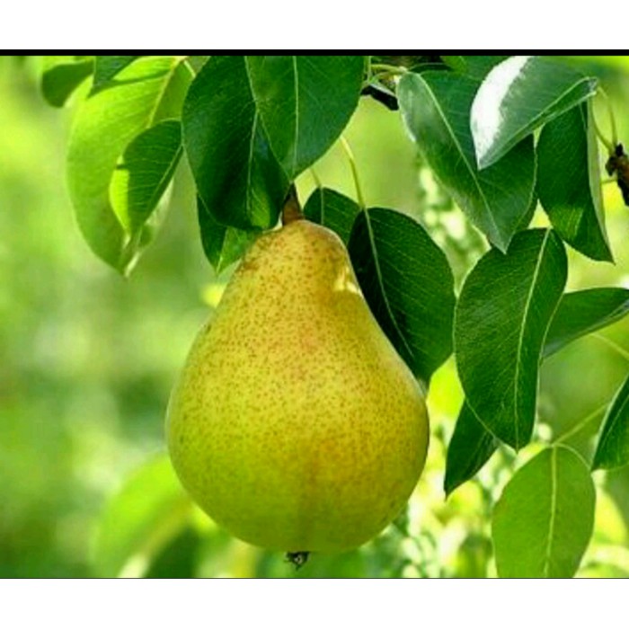 Bibit Buah Pir Hijau Asia Cangkok
