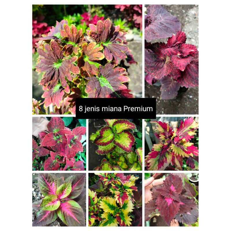 Paket 20 Jenis Miana Lokal-Premium
