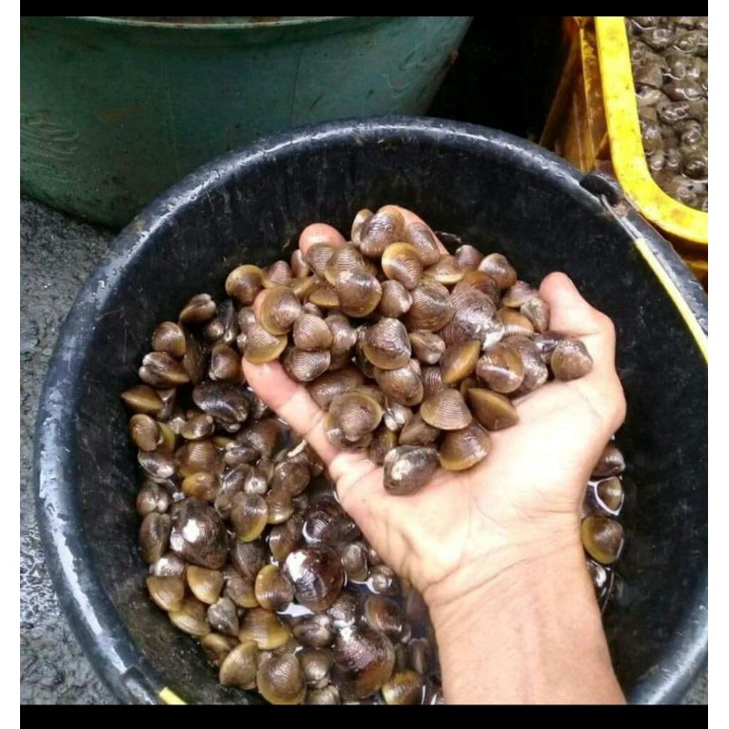 Remis Laya Pensi HIDUP / Kerang Remis Obat Liver