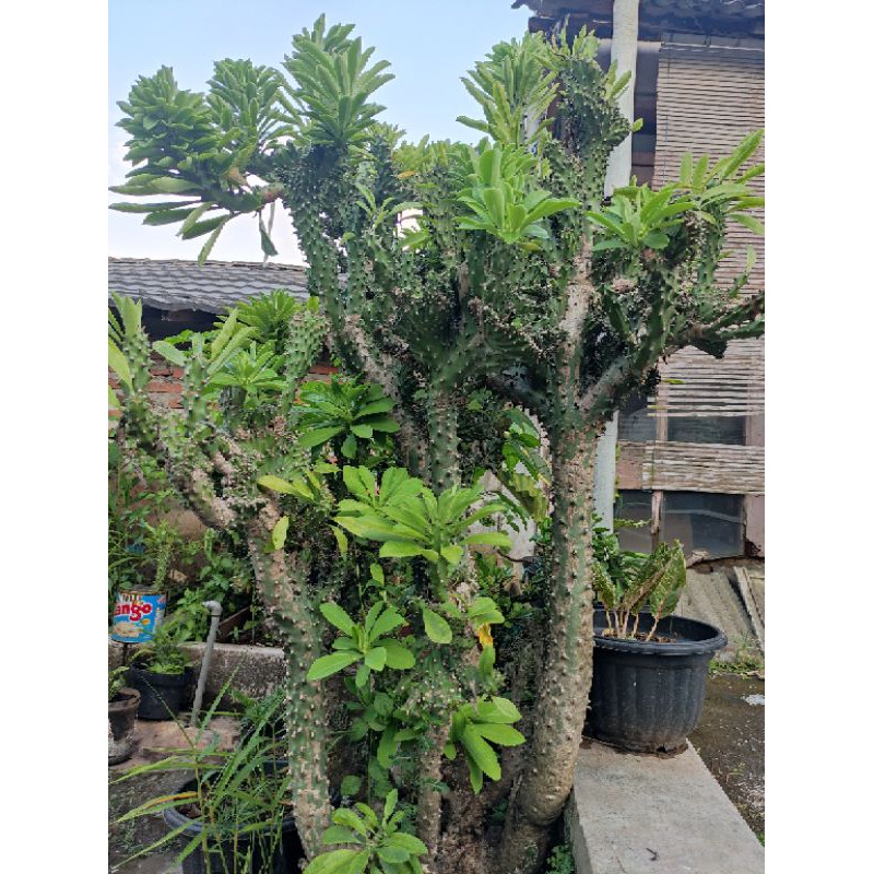Euphorbia neriifolia