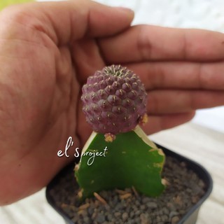 tanaman hias kaktus  Grafting rebutia heliosa kaktus  ungu 