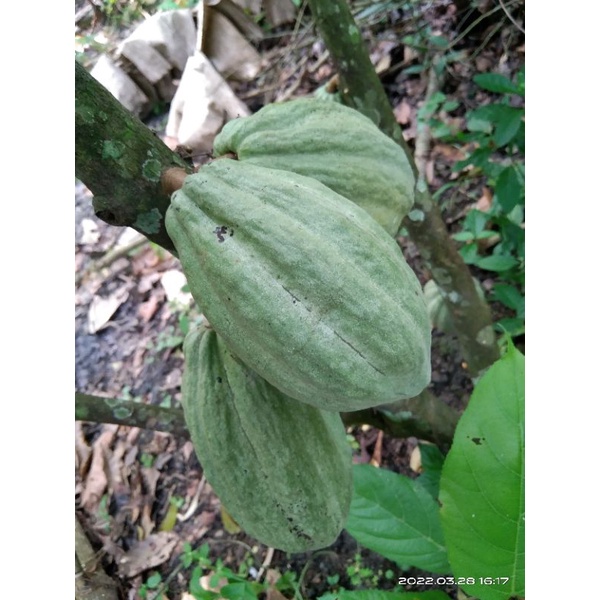 

Buah kakao |Buah coklat mentah (petik langsung dari pohon)