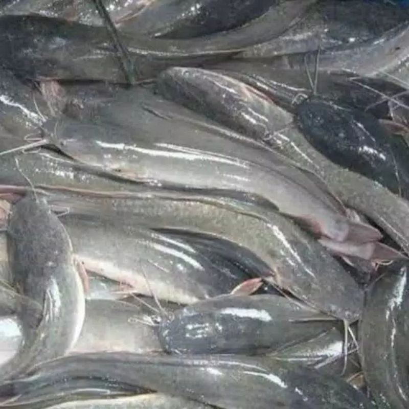 

ikan lele konsumsi