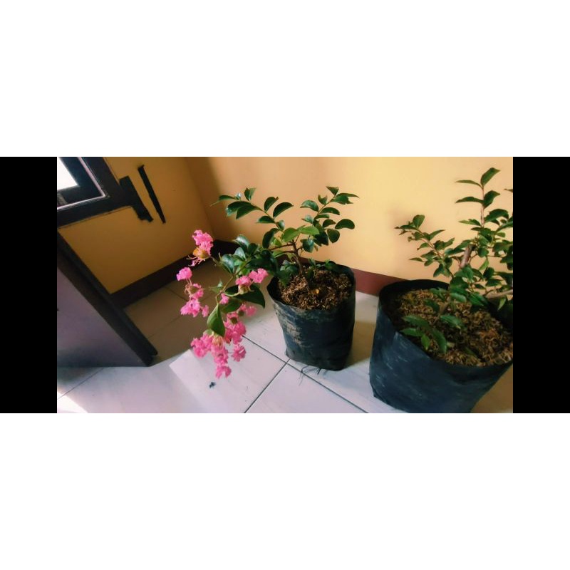 Bibit Bunga Sakura Bonsai Mini Hasil Indukan Import-4