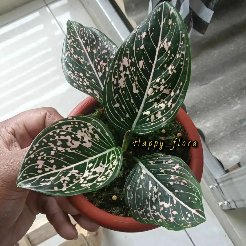 NEW PROMO Paket 2 bonggol aglonema Siti Nurbaya