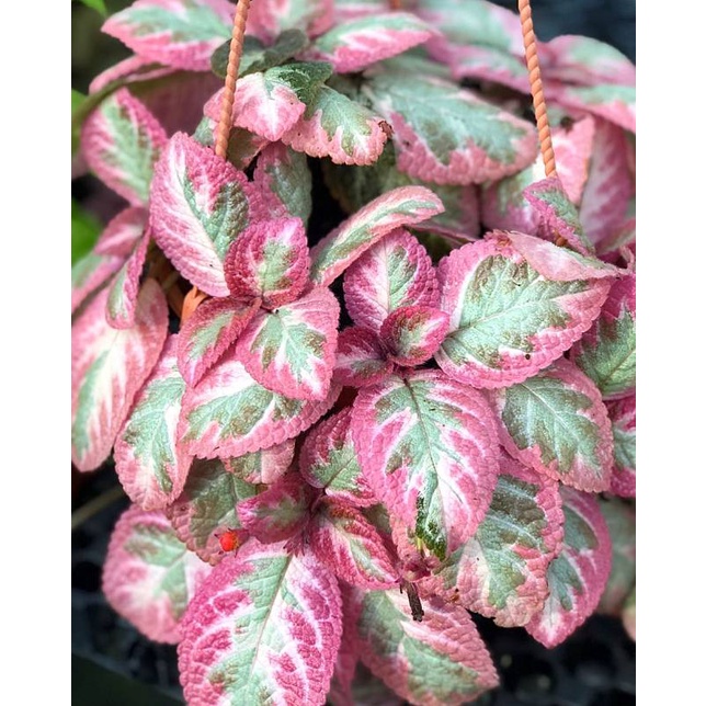 Episcia Cleopatra Bunga Hias Episcia Import Tanaman Episcia Cleopatra Murah Berkualitas