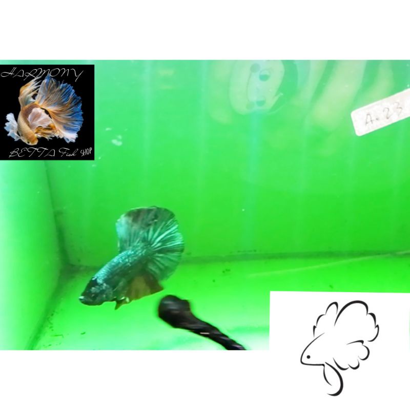 Ikan cupang GIANT HMPK line Nemo Multi A23 giants halfmoon plakad bettafish