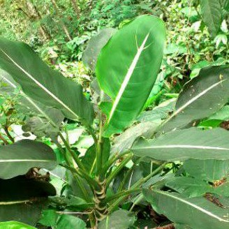 difen neon/blanceng neon/aglonema difen neon