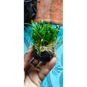 lilaeopsis media wabikusa