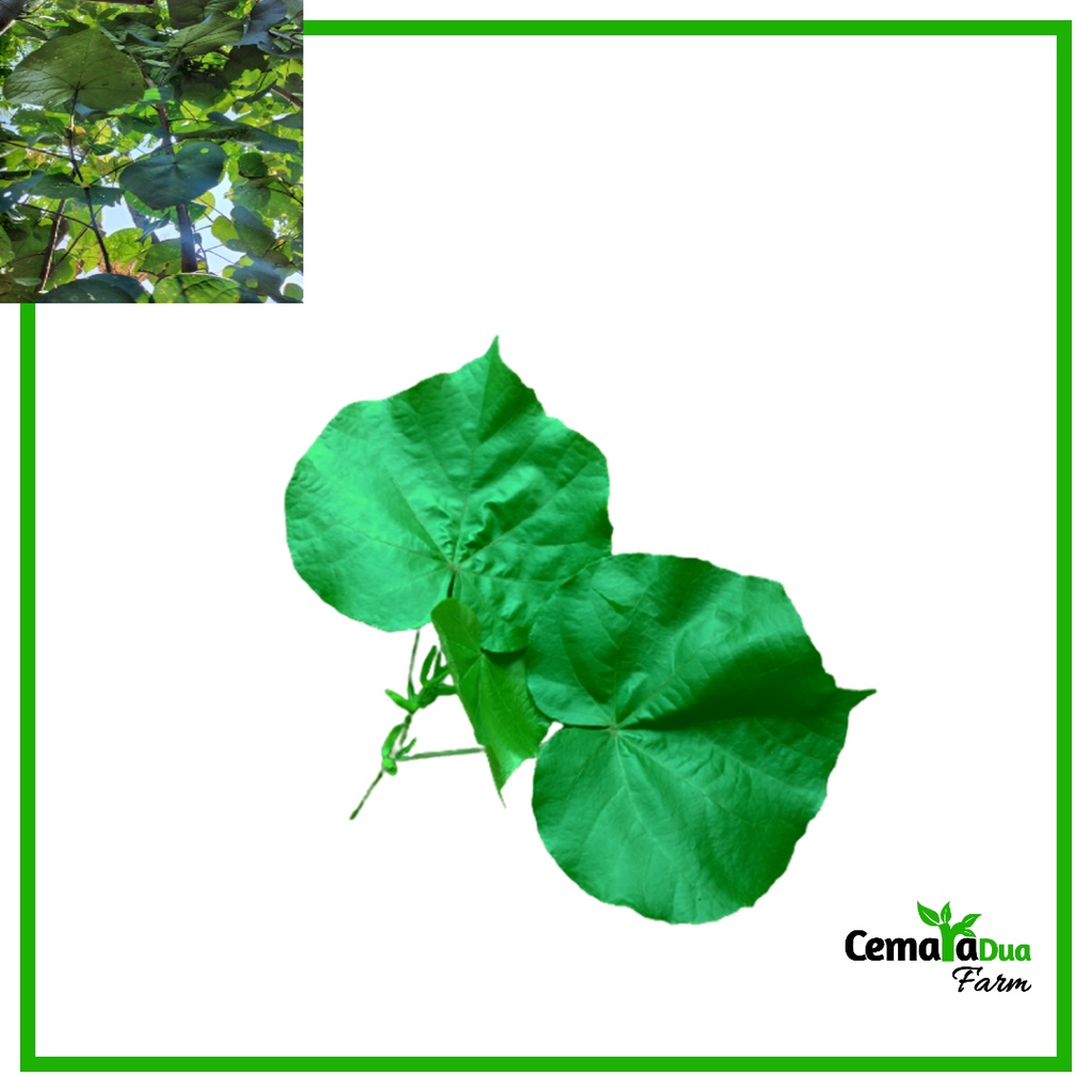 

Daun Waru Segar Herbal