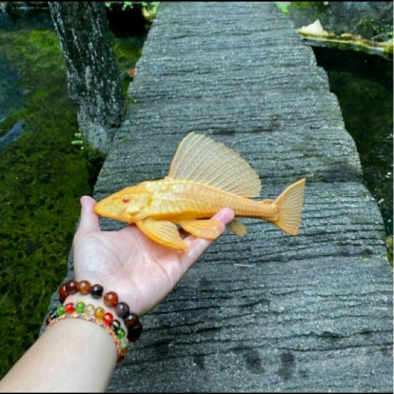 Jual Ikan Sapu Sapu Albino Size 12 Cm Up Shopee Indonesia