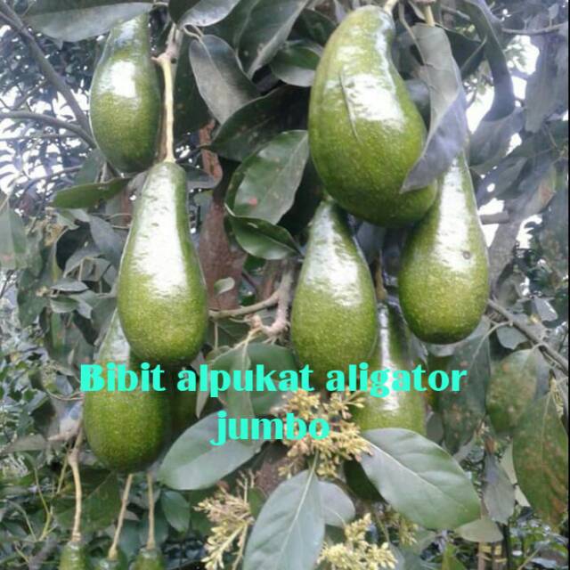 Bibit Tanaman Alpukat Aligator