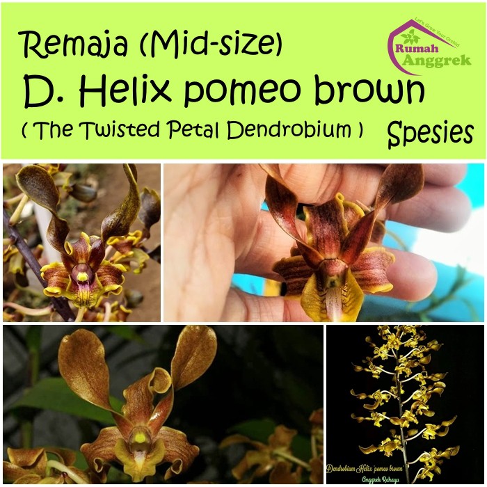 Remaja Dendrobium Helix pomeo brown bibit dendro spesies coklat melintir keriting
